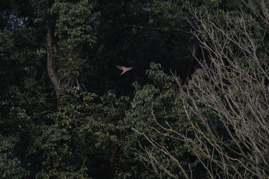 Falco a Villa Ada?